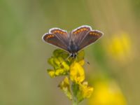 Aricia agestis Everöds gamla banvall, Kristianstad, Skåne, Sweden 20140717_0122