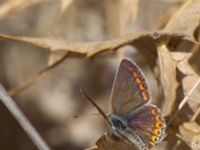 Aricia agestis Fiolent, Crimea, Russia 20150914_0014