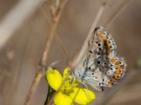 Aricia agestis Fiolent, Crimea, Russia 20150914_0017