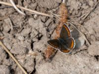 Aricia agestis Käglinge hästbacke, Malmö, Skåne, Sweden 20160529_0068