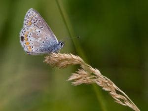 Aricia artaxerxes - Northern Brown Argus - Midsommarblåvinge