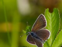 Aricia artaxerxes Fjärilsvägen, Grinduga, Gävle, Gästrikland, Sweden 20150705_1191