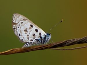 Azanus moriua - Black-bordered Babul Blue