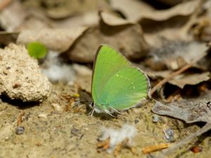 Callophrys rubi - Green Hairstreak - Grönsnabbvinge