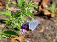 Celastrina argiolus Botaniska trädgården, Lund, Skåne, Sweden 20180821_0001