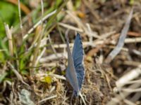 Celastrina argiolus Devdoraki Valley, Stepantsminda, Mtskheta-Mtianeti, Georgia 20180425_1991