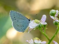 Celastrina argiolus Järavallen, Kävlinge, Skåne, Sweden 20160709B_0126