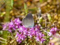 Cupido minimus Everöds järnvägsbank, Kristianstad, Skåne, Sweden 20190623_0017