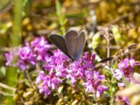 Cupido minimus Everöds järnvägsbank, Kristianstad, Skåne, Sweden 20190623_0020