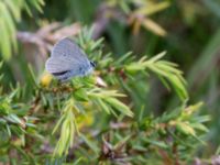 Cupido minimus Gynge alvar, Mörbylånga, Öland, Sweden 20150606_0116