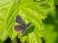 Cupido minimus Tveta reningsverk, Mörbylånga, Öland, Sweden 20170525_0393