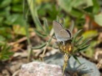 Cupido minimus Tveta reningsverk, Mörbylånga, Öland, Sweden 20170525_0403