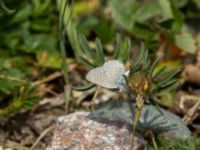 Cupido minimus Tveta reningsverk, Mörbylånga, Öland, Sweden 20170525_0405