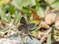 Cupido minimus Tveta reningsverk, Mörbylånga, Öland, Sweden 20170525_0409