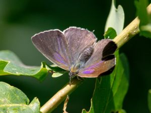 Favonius quercus - Purple Hairstreak - Eksnabbvinge