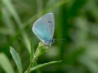 Glaucopsyche alexis Patardzeuli, Kakheti, Georgia 20180428_0880