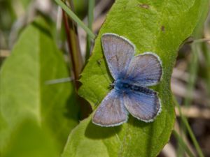 Glaucopsyche lygdamus - Silvery Blue