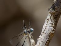 Iolaus glaucus Yotvata, Israel 20130329 343