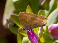 Lampides boeticus Elounda, Crete, Greece 20130705B 077