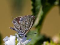 Leptotes pirithous Elounda, Crete, Greece 20130705B 014