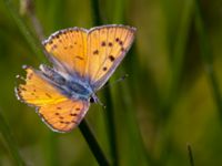 Lycaena alciphron Nemrut Dagi, Turkey 20120704 529