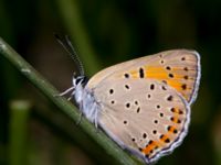 Lycaena alciphron Nemrut Dagi, Turkey 20120704B 545