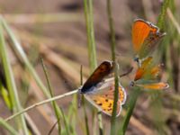 Lycaena alciphron female et Lycaena kurdistanica Nemrut Dagi, Turkey 20120704 295