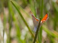 Lycaena kurdistanica ad male Nemrut Dagi, Turkey 20120704 291