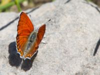 Lycaena kurdistanica ad male Nemrut Dagi, Turkey 20120704 308