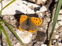 Lycaena phlaeas Fornlämningsdammen, Tygelsjö ängar, Malmö, Skåne, Sweden 20241005_0061