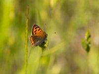 Lycaena phlaeas Gräsfältet SO Lilla kalkbrottet, Klagshamns udde, Malmö, Skåne, Sweden 20220605_0055