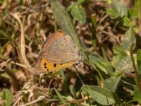 Lycaena phlaeas Käglinge hästbacke, Malmö, Skåne, Sweden 20220810_0111