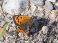 Lycaena phlaeas Lokstallarna, Malmö, Skåne, Sweden 20240724_0010