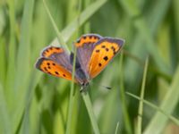 Lycaena phlaeas NV Toarpsdammen, Toarp, Malmö, Skåne, Sweden 20240511_0176