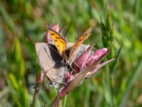 Lycaena phlaeas Sjöbobadet, Kävlinge, Skåne, Sweden 20190512_0071