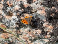 Lycaena phlaeas Solsidan, Mölle, Höganäs, Skåne, Sweden 20190601_0109