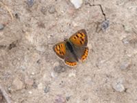 Lycaena phlaeas Ulricedal, Malmö, Skåne, Sweden 20210727_0029