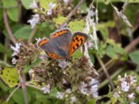 Lycaena phlaeas Ulricedal, Malmö, Skåne, Sweden 20210727_0188