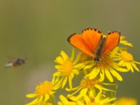 Lycaena virgaureae Everöds motorcrossbana, Kristianstad, Skåne, Sweden 20140717_0031