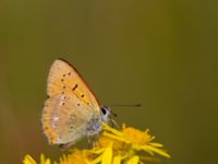 Lycaena virgaureae Everöds motorcrossbana, Kristianstad, Skåne, Sweden 20140717_0034