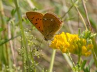 Lycaena virgaureae Everöds motorcrossbana, Kristianstad, Skåne, Sweden 20140717_0251