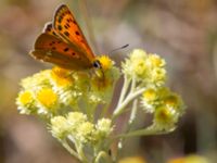 Lycaena virgaureae Horna, Kristianstad, Skåne, Sweden 20140717_0209