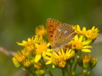 Lycaena virgaureae ad male Vombs västra vattenverksdammar, Lund, Skåne, Sweden 20120713 076