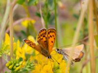 Lycaena virgaureae famle et Thymelicus lineola Lyngsjön, Kristianstad, Skåne, Sweden 20170719_0187