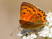 Lycaena virgaureae female Horna, Åhus, Kristianstad, Skåne, Sweden 20130723-166