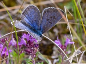 Maculinea arion - Large Blue - Svartfläckig blåvinge