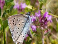 Maculinea arion Östra Sand, Åhus, Kristianstad, Skåne, Sweden 20130713-211