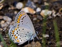 Plebejus carmon Nemrut Dagi, Turkey 20120704B 384