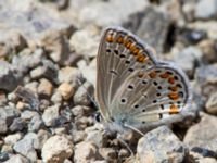 Plebejus carmon Nemrut Dagi, Turkey 20120704B 511