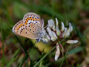 Plebejus idas - Idas Blue - Hedblåvinge